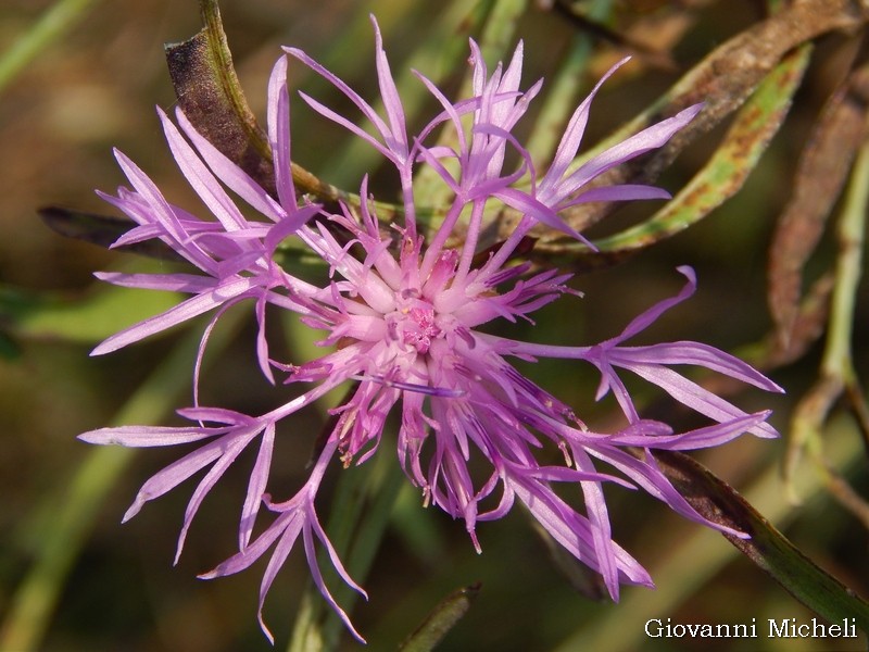 Centaurea sp.